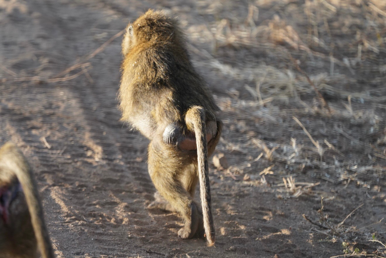 A baboon with no arms walks on its back legs away from the camera. The light is warm on his fur.