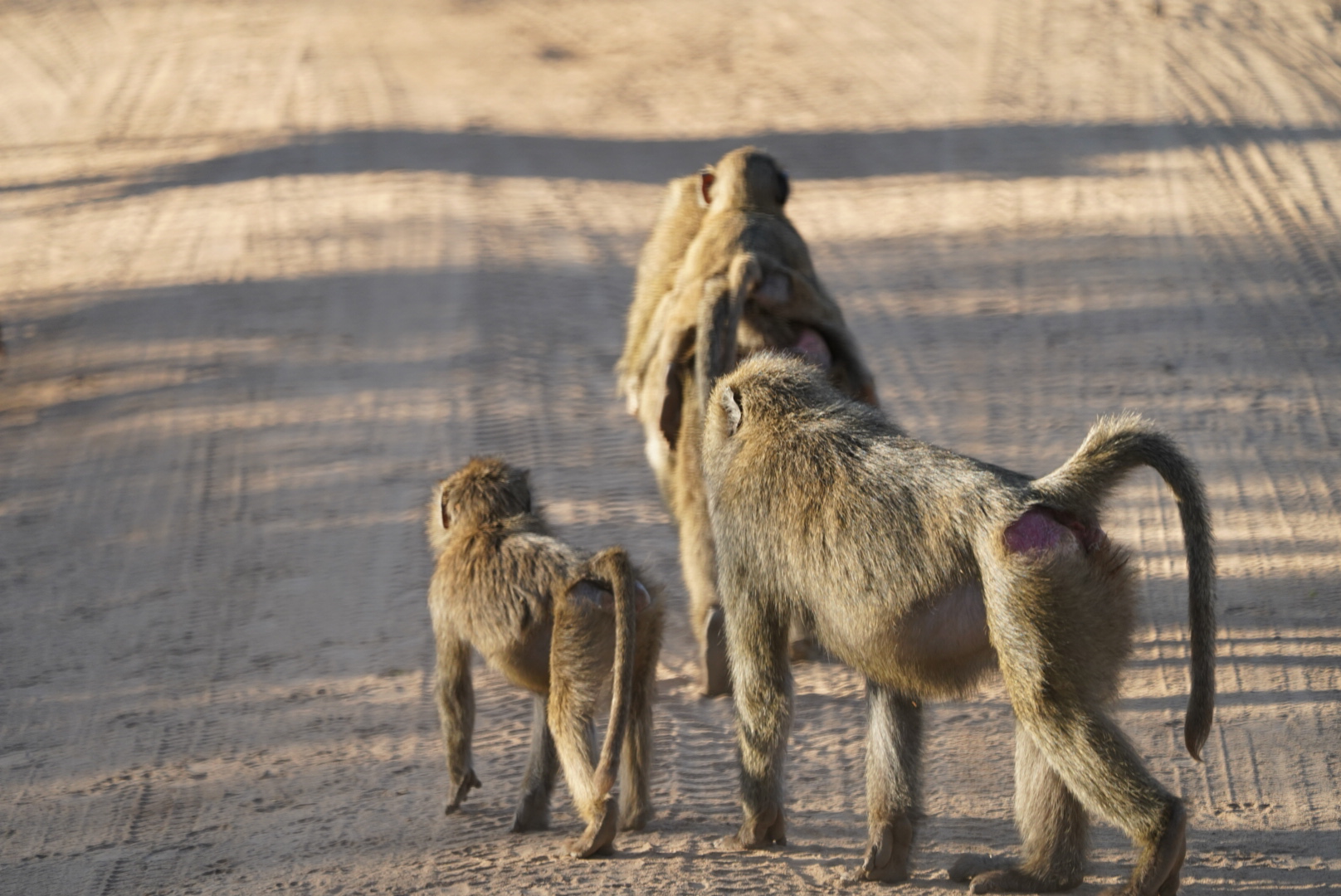 A family of baboons walks away from the camera-- two adults walking beside one child, and the adult in front carrying a baby on their back. The sun casts a warm light on them and the dirt road below them.