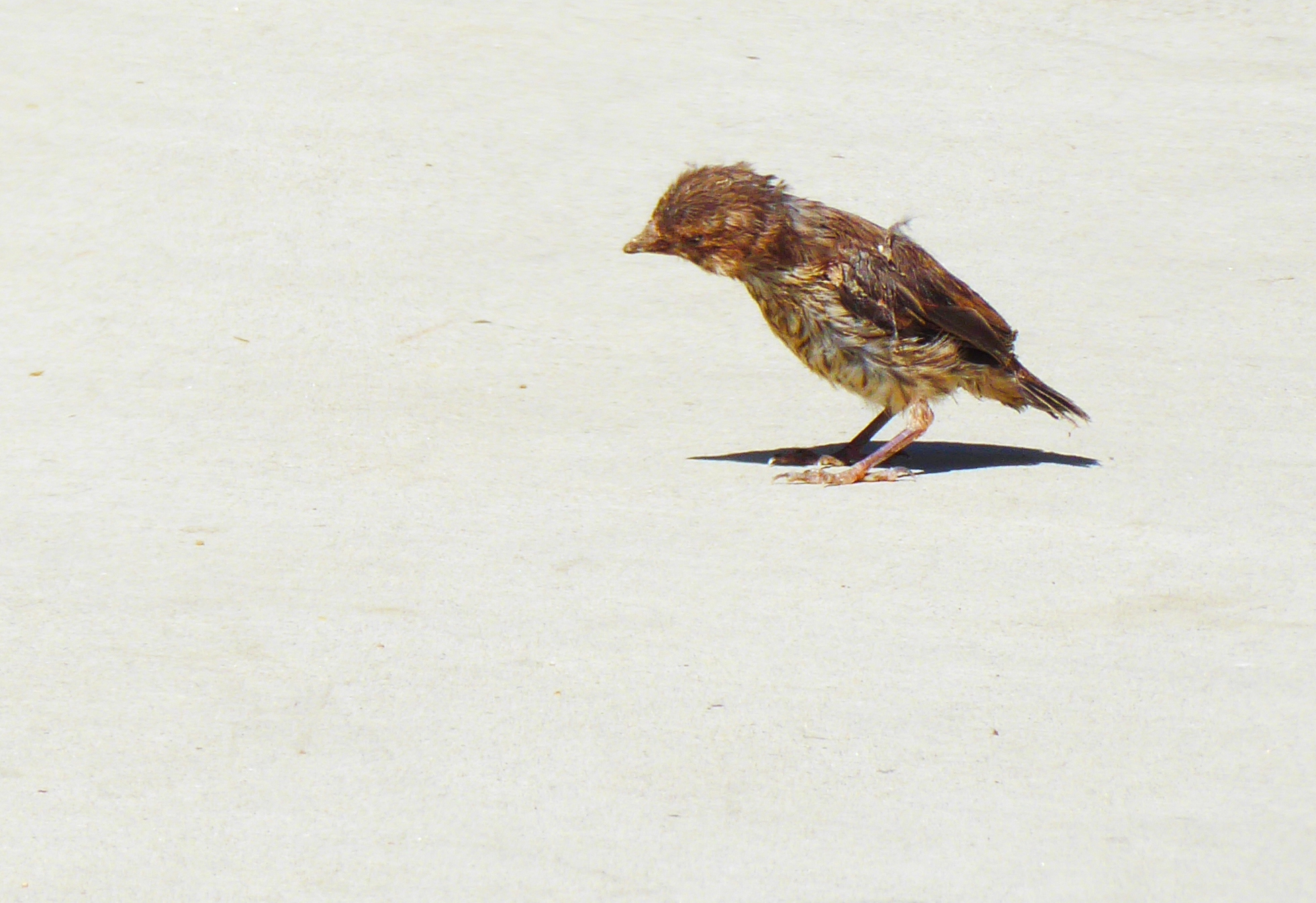 A young, still wet brown bird stares down at the concrete with its head tilted and its eyes sort of closed. The image zooms very close in on it, as it is quite far away.