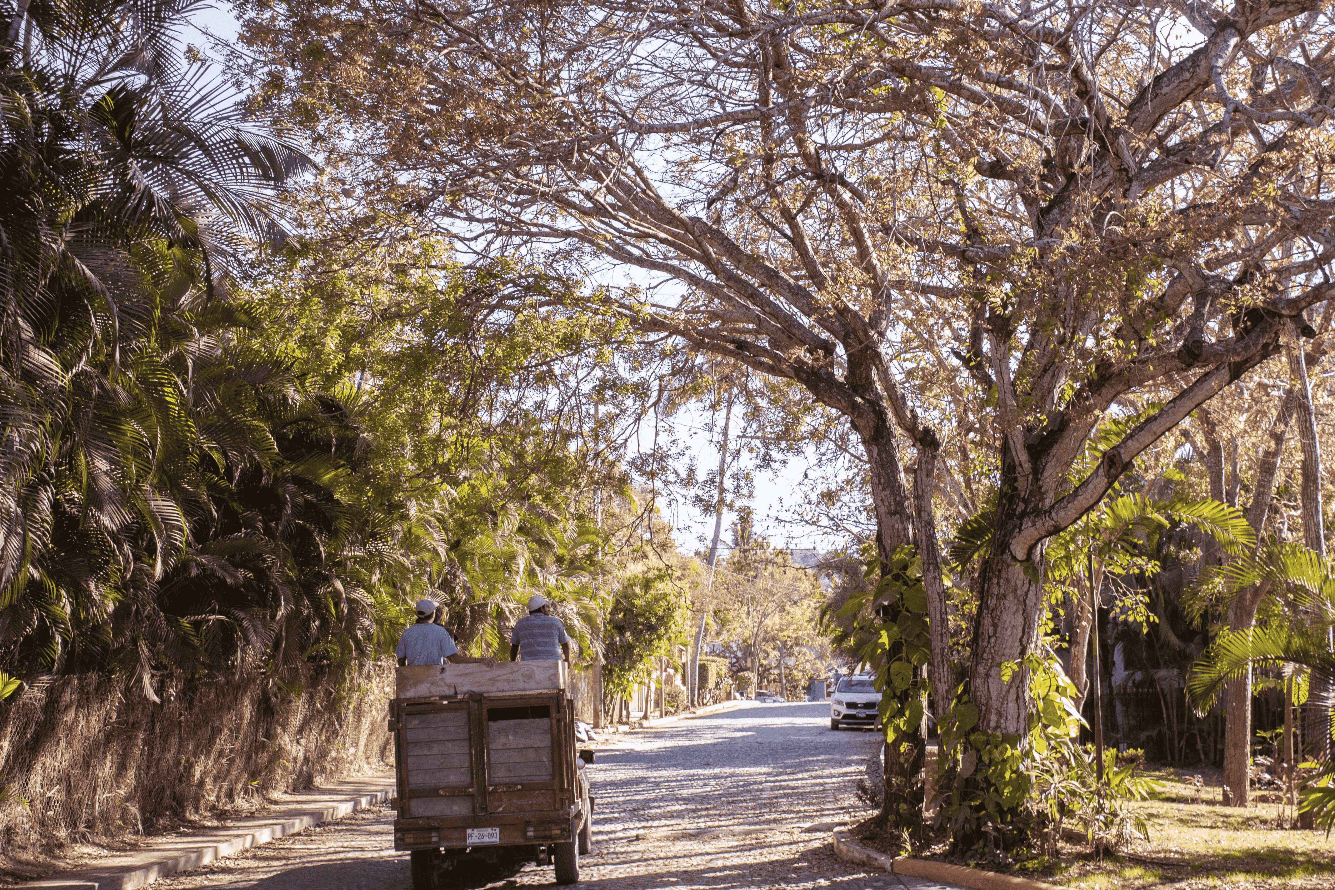 A little cart with two men in it moves down a stone road away from the camera. On the left, a lot of palms burst out from behind a stone wall, and on the right, a big tree branches out over the street.