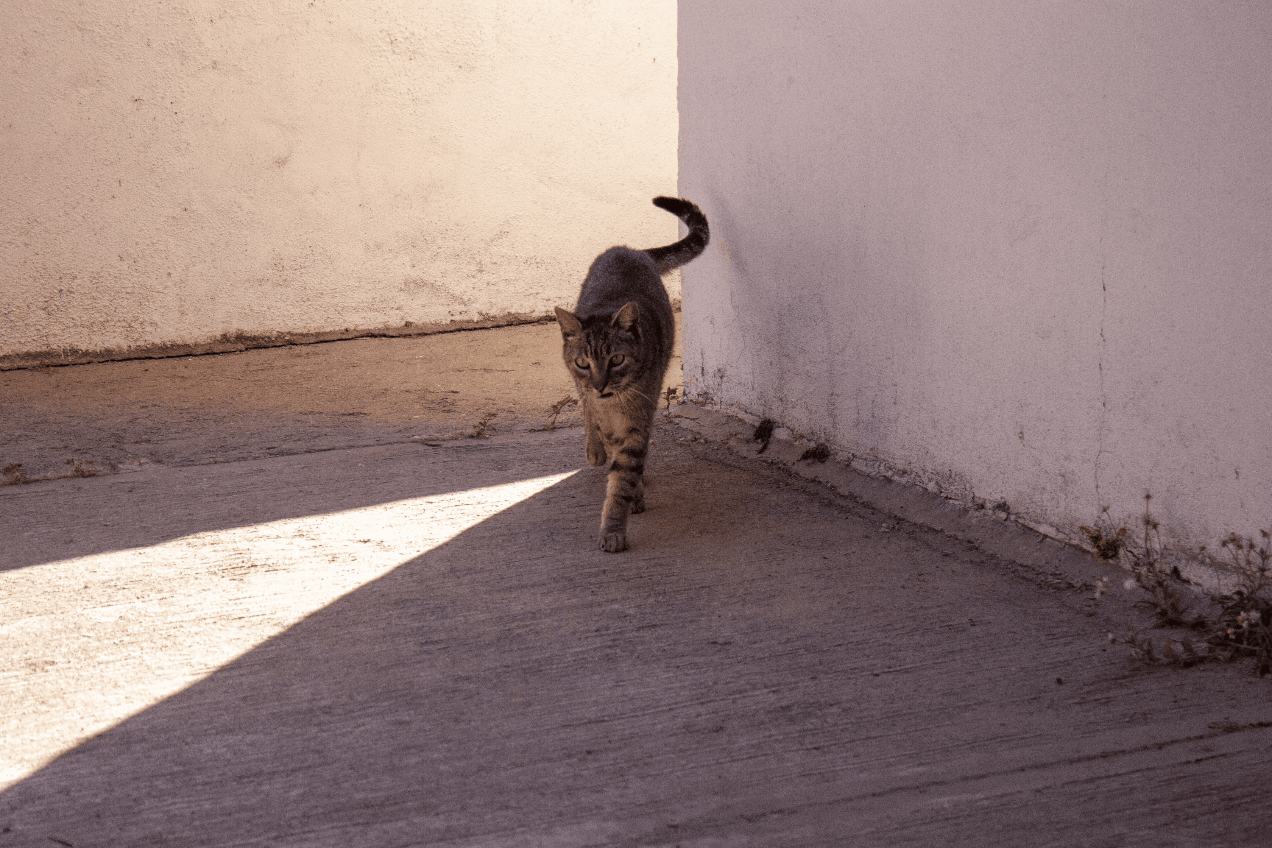 A gray cat walks toward the camera from around the corner. Most of the photo is in the shadow, with a small triangle of light coming from the corner of the building.