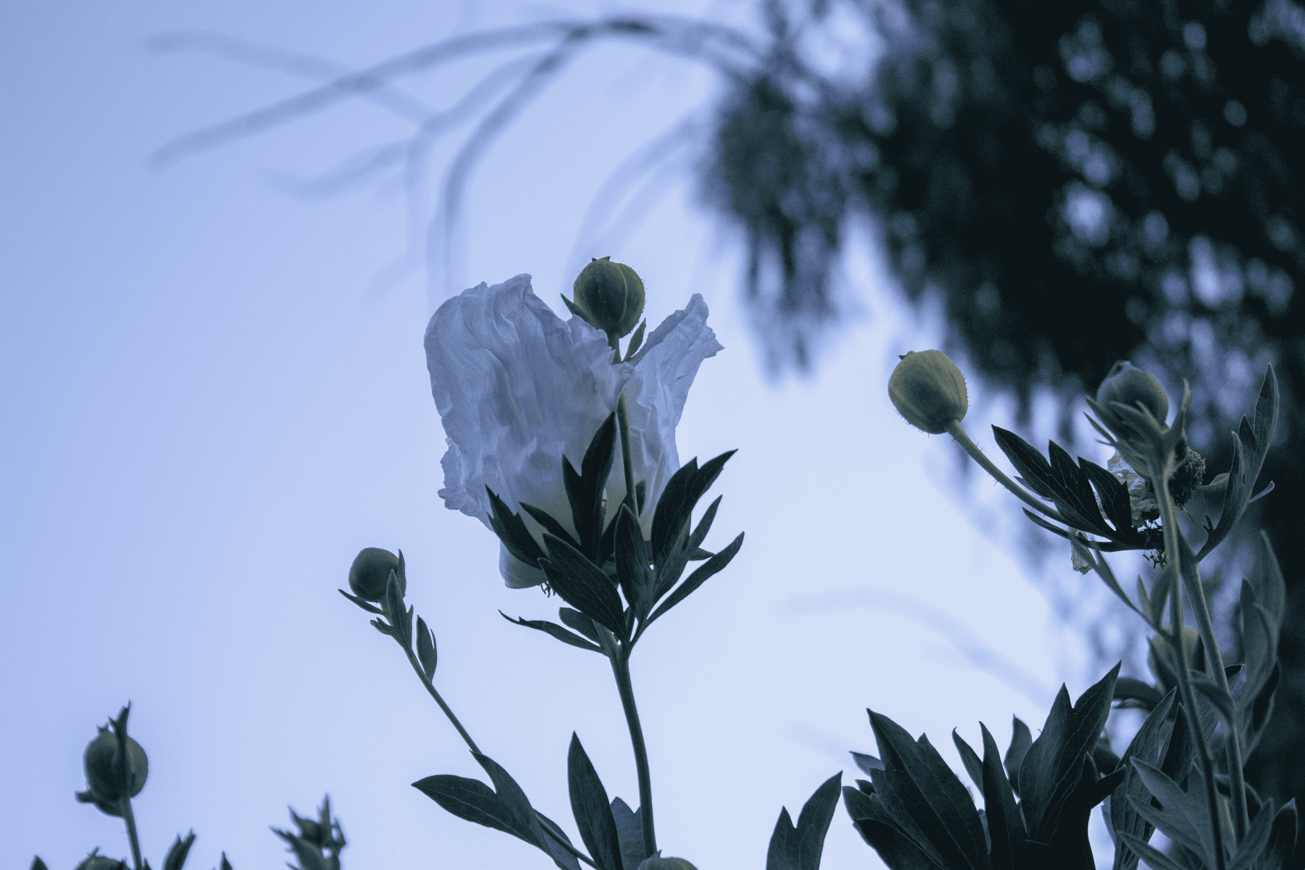 A white flower takes up the center of the photo, with little buds, stems, and leaves growing around it. In the background, you can see a eucalyptus tree and a soft periwinkle sky.