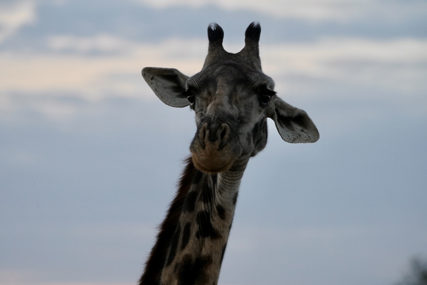The head and very top of the neck of a giraffe looking on toward the camera. Behind it is a blue-purple evening sky.