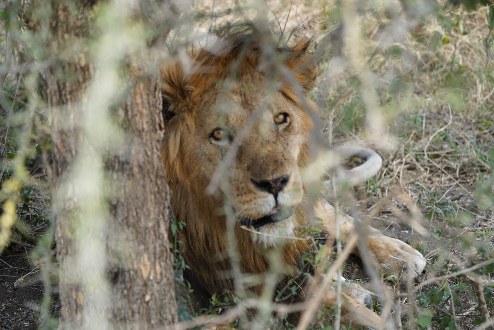 A lion with warm eyes looks to the camera, hidden slightly behind the leaves and branches of a tree. He takes up most of the frame.