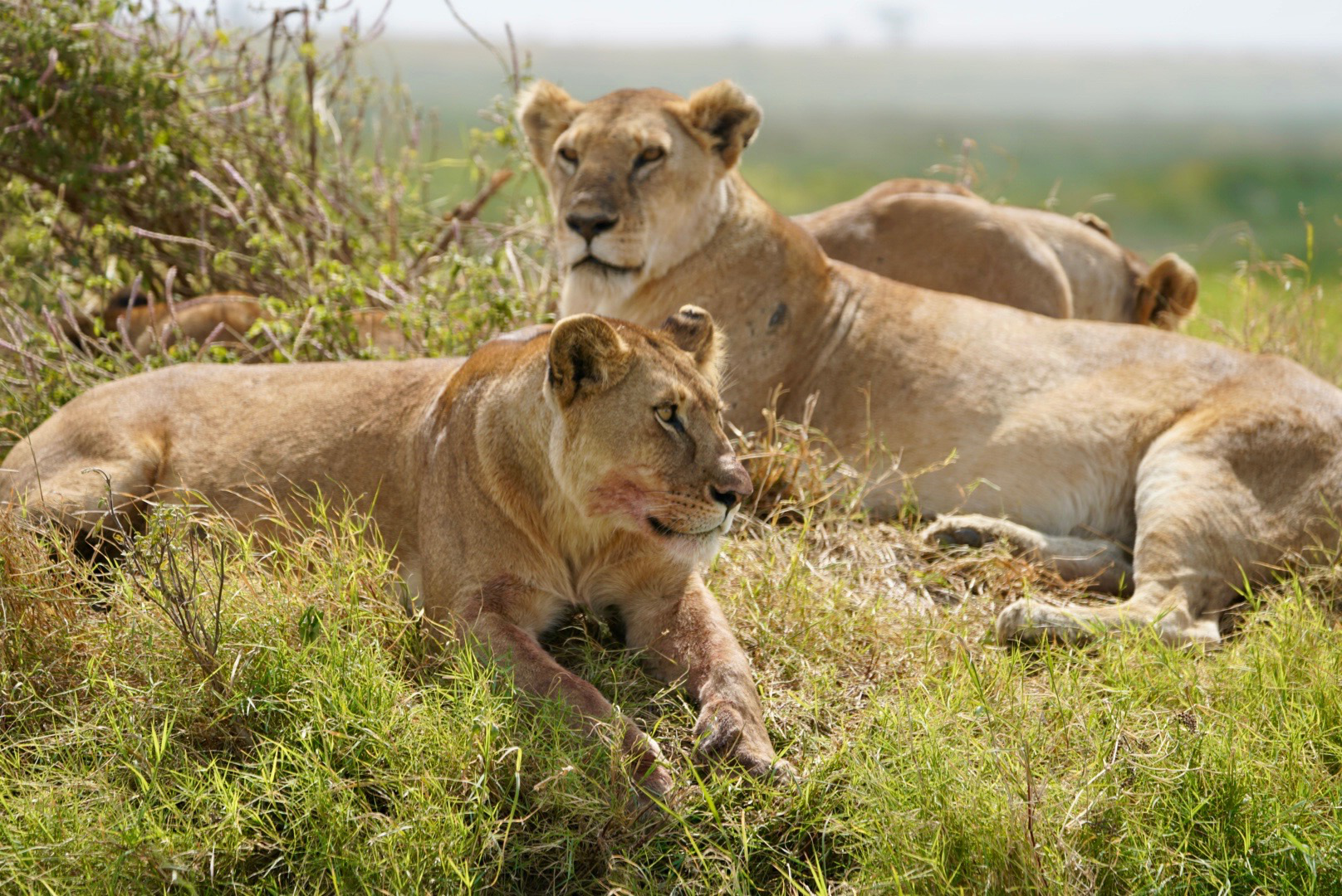 Three lionesses sit on a grassy hill together. The front ones' muzzle is still stained red from their last meal. She looks to the side, the one behind her looks toward the camera, and the last one just lays down.