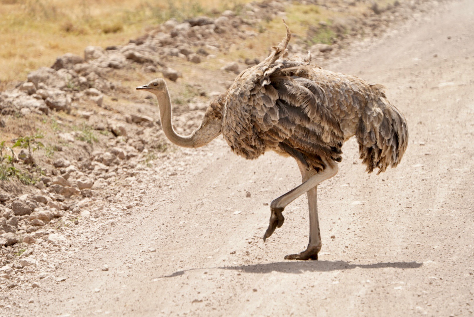 A brown and gray feathered ostritch walks past a dirt road, its neck bent into sort of a U shape. One of its legs is in the air, in the middle of a step.