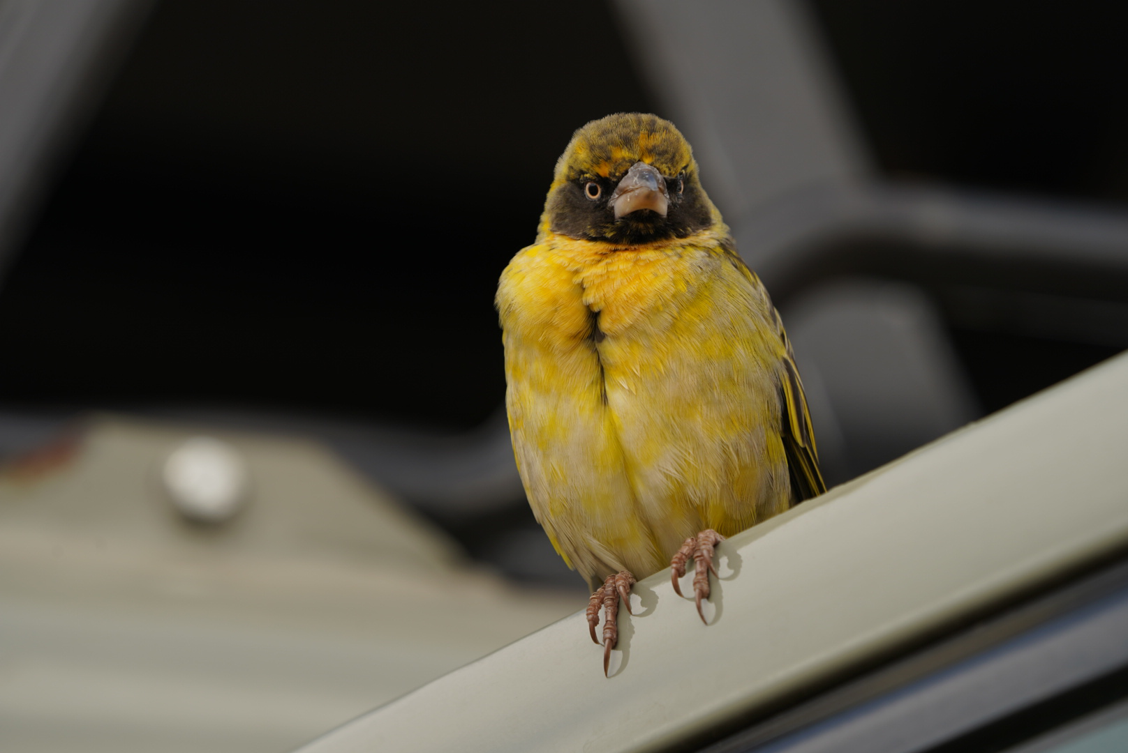 A fluffy yellow bird with a black face and very angry eyes perches on the edge of a van.