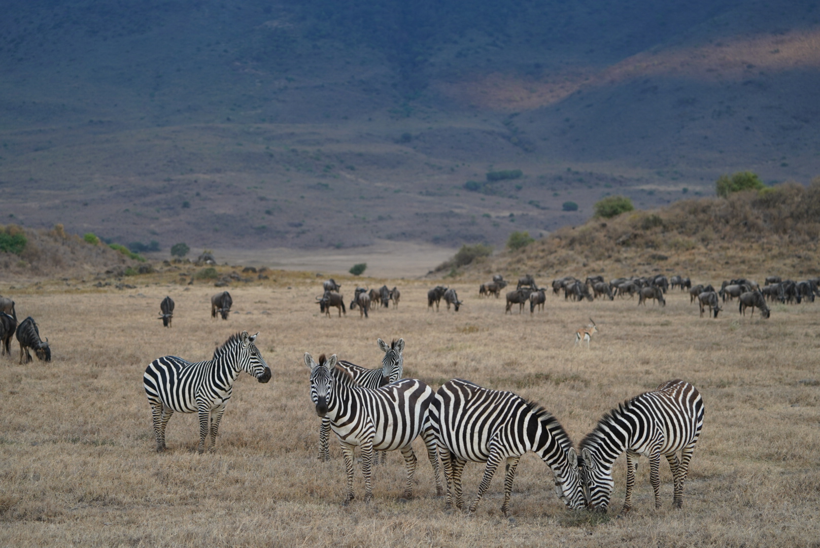 Zebras graze in a large brown, grassy field that elevates slowly into a mountain. Two zebras in the front press their foreheads together.